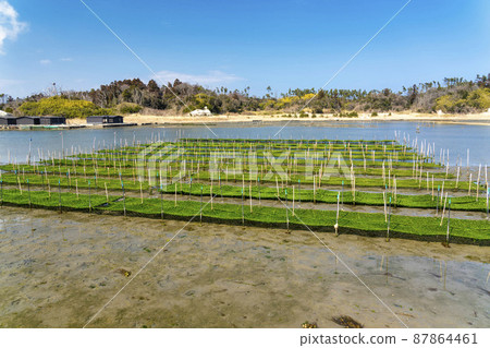 福島縣相馬市松川浦碼頭海藻養殖架的風景 福島縣相馬市松川浦碼頭海藻養殖架的風景 87864461