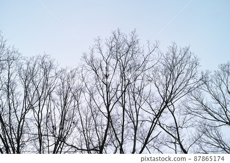 冬季形象灌木叢公園步行道 冬季形象灌木叢公園步行道 87865174