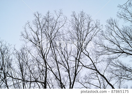 冬季形象灌木叢公園步行道 冬季形象灌木叢公園步行道 87865175