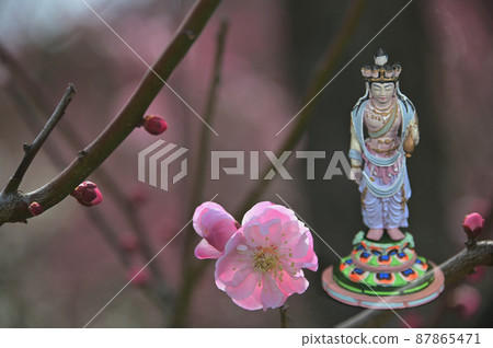 紅梅和觀音 紅梅和觀音 87865471