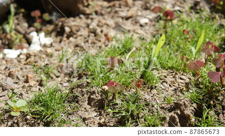 Irish moss on an alpine slide, landscape design Irish moss on an alpine slide, landscape design 87865673
