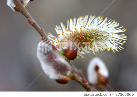 The spikes of pussy willow that look like white silk and look like the tail of a cat are unique The spikes of pussy willow that look like white silk and look like the tail of a cat are unique 87865809