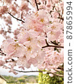 Cherry blossoms that feel spring 87865994