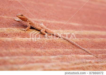 Wildlife lizard assimilated with reddish-brown formations in protective color at the Grand Circle, USA 87866072