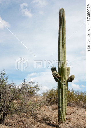 Giant cactus and blue sky growing in the wilderness in Saguaro National Park, Arizona, USA Giant cactus and blue sky growing in the wilderness in Saguaro National Park, Arizona, USA 87866079