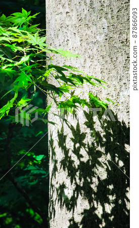 It is a landscape of a lush virgin forest. Maple leaves cast a shadow on a large tree. Enjoy the natural atmosphere. Hiroshima It is a landscape of a lush virgin forest. Maple leaves cast a shadow on a large tree. Enjoy the natural atmosphere. Hiroshima 87866093