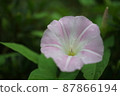 粉紅色的牽牛花 87866194