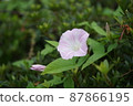粉紅色的牽牛花 87866195