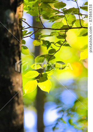 It is a landscape of a primeval forest that makes you feel early autumn. There is a sign that autumn leaves have begun in the background. Please have a quiet atmosphere. Hiroshima 87866338