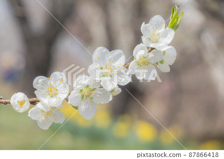 早春開花的白花桃 早春開花的白花桃 87866418