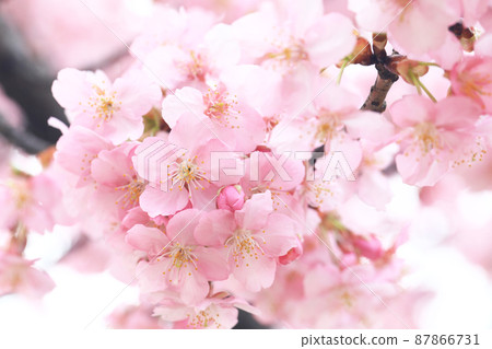 Kawazu Sakura 4657 87866731