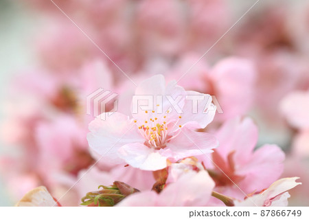 Kawazu Sakura 4680 Kawazu Sakura 4680 87866749