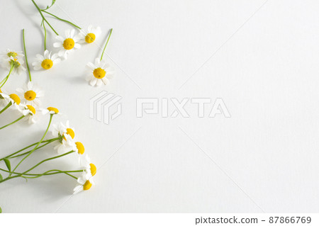 Matricaria white flower, header image 87866769