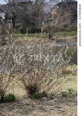 在日本早春的田野裡盛開的褪色柳的耳朵 87866886