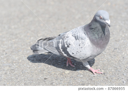 Roadside pigeons Roadside pigeons 87866935