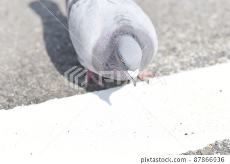 Roadside pigeons Roadside pigeons 87866936
