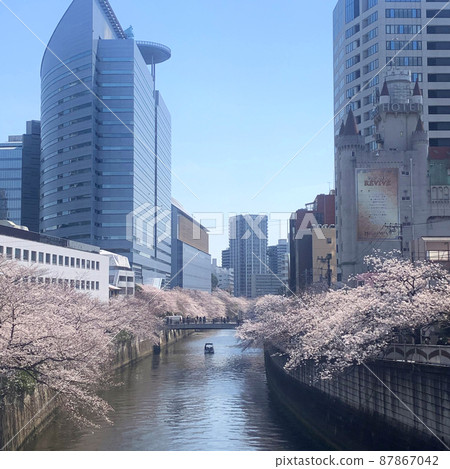 Cherry blossoms of Meguro River Cherry blossoms of Meguro River 87867042