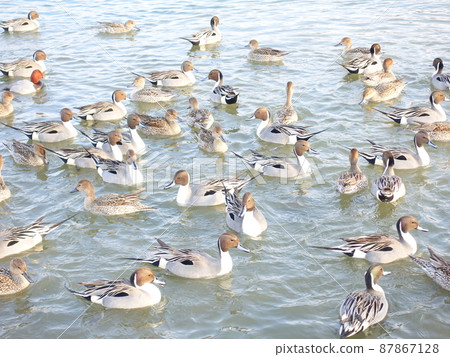 Winter bird migratory bird duck Winter bird migratory bird duck 87867128