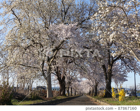櫻花盛開 Sakura Sakura Mahoroba no Ryokudo 櫻花盛開 Sakura Sakura Mahoroba no Ryokudo 87867160