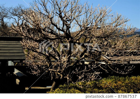 Shiraume, Kidomon and Blackboard Fence [Tsukui, Sagamihara City, March] 87867537