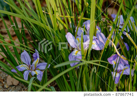 冬季鳶尾花 87867741