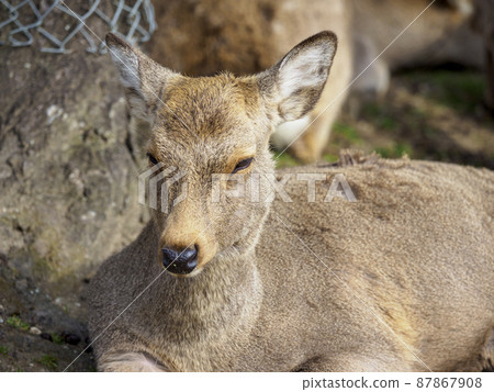 A herd of deer relaxing after a meal 87867908