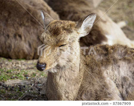 A herd of deer relaxing after a meal 87867909