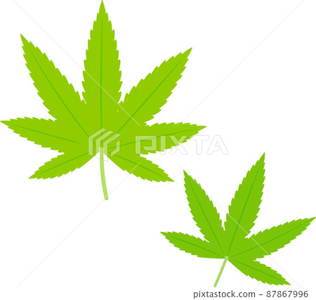 麻,麻葉 麻,麻葉 87867996