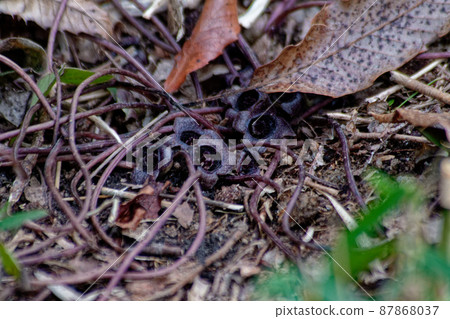 冬天開花的花 錢二齋神 87868037
