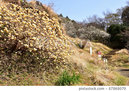 伊勢原市三俁花、日向山步道入口、盛開的日向梅園 伊勢原市三俁花、日向山步道入口、盛開的日向梅園 87868070