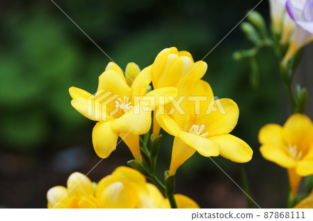 Freesia Freesia 87868111