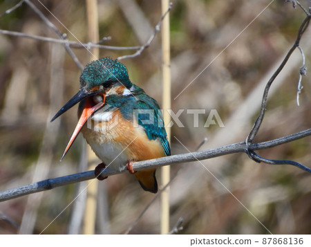 Kingfisher on the riverside. A scene of spitting out a pellet. Kingfisher on the riverside. A scene of spitting out a pellet. 87868136