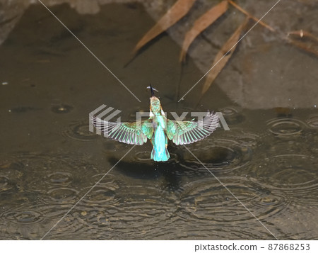 河邊的翠鳥。 河邊的翠鳥。 87868253