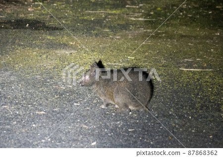 Amami Oshima's Amami rabbit 87868362