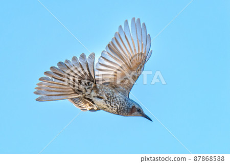 會飛的鵯 87868588