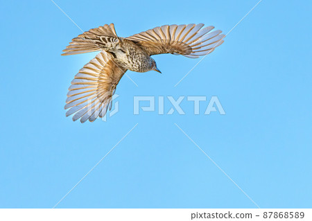 會飛的鵯 87868589