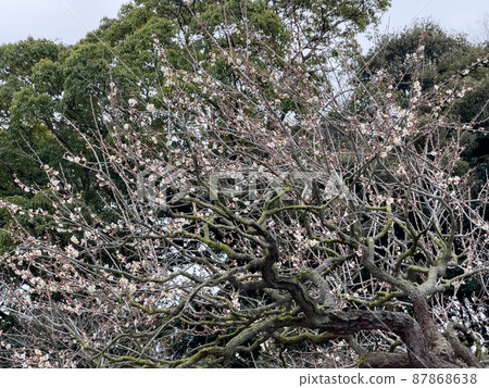 寒冷的栗林庭園(1月下旬梅花盛開) 寒冷的栗林庭園(1月下旬梅花盛開) 87868638