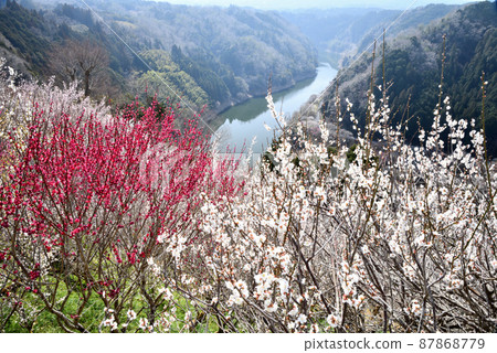 Tsukigase Umekei (Lake Tsukigase and Umebayashi) [Tsukigase Village, Nara Prefecture] 87868779