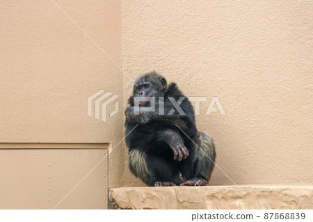 黑猩猩動物園風景（宮城縣仙台市） 87868839