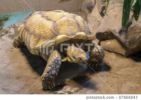 Tortoise Zoo Scenery (Sendai City, Miyagi Prefecture) Tortoise Zoo Scenery (Sendai City, Miyagi Prefecture) 87868843