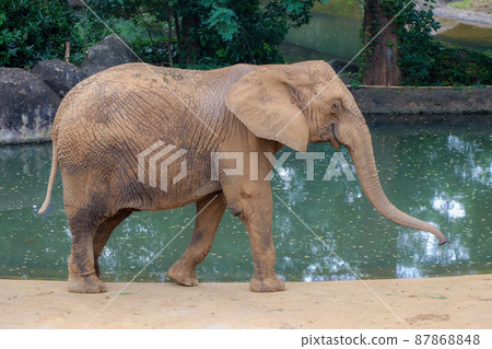 非洲象動物園風景(宮城縣仙台市) 非洲象動物園風景(宮城縣仙台市) 87868848