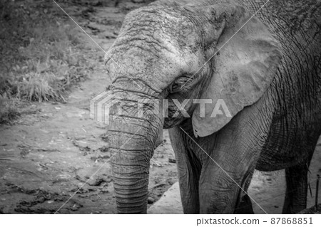 非洲大象悲傷的形象 87868851