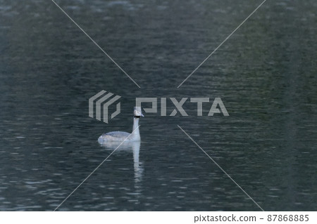 Great Crested Gregre Winter Bird Great Crested Gregre Winter Bird 87868885