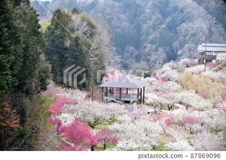 Tsukigase Umekei (Umebayashi Park) [Tsukigase Village, Nara Prefecture] 87869096