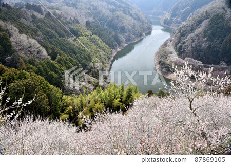 Tsukigase Umekei (Lake Tsukigase and plum blossoms) [Tsukigase Village, Nara Prefecture] 87869105