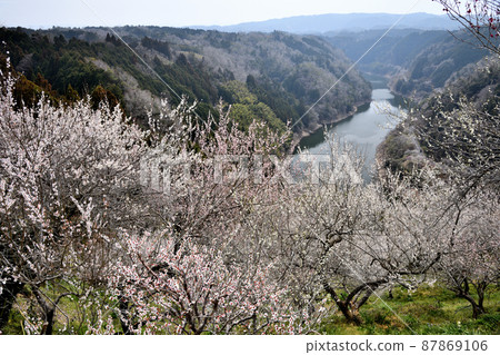 Tsukigase Umekei (Lake Tsukigase and plum blossoms) [Tsukigase Village, Nara Prefecture] 87869106