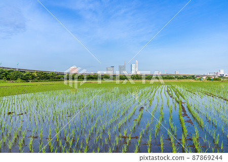 “埼玉縣”埼玉市,水稻種植後的水沼稻田美景 “埼玉縣”埼玉市,水稻種植後的水沼稻田美景 87869244