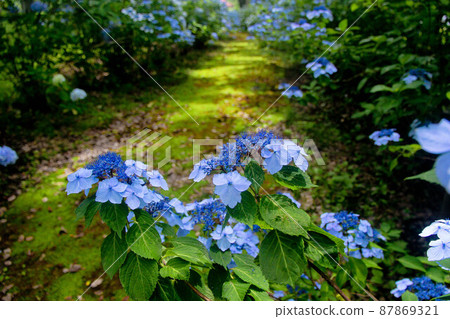 Hydrangea path in the woods where sunlight shines through Hydrangea path in the woods where sunlight shines through 87869321