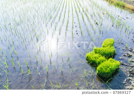 “埼玉縣”埼玉市,水稻種植後美麗的水沼稻田 “埼玉縣”埼玉市,水稻種植後美麗的水沼稻田 87869327