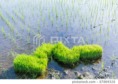 “埼玉縣”埼玉市,水稻種植後美麗的水沼稻田 “埼玉縣”埼玉市,水稻種植後美麗的水沼稻田 87869328